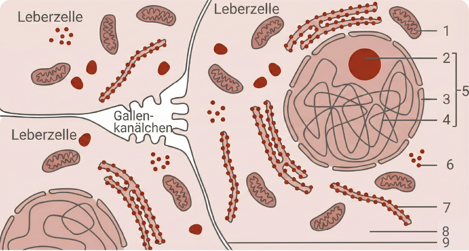 Grafik: Leberzellen mit Organellen und Gallenkanälchen